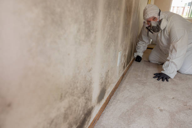 Cassopolis, MI Mold Removal Company