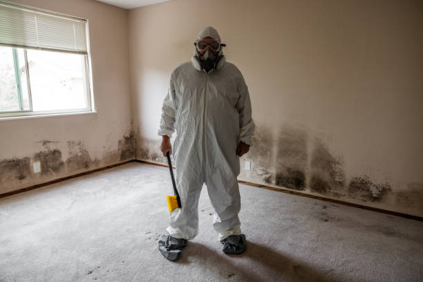 Best Black Mold Removal  in Cassopolis, MI